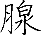 腺